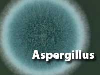 Aspergillus-MOULD