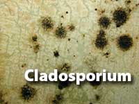 Cladosporium-MOULD