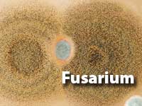Fusarium-MOULD