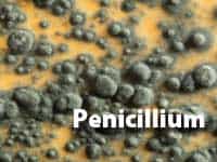 Penicillium-MOULD