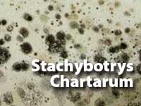 Stachybotrys-Chartarum-MOULD