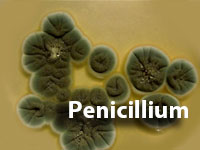 Penicillium-MOULD_v2