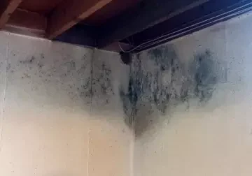 mould on basement ceiling